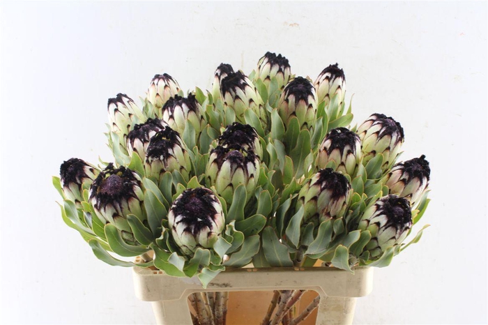<h4>Protea Mag Niobe</h4>