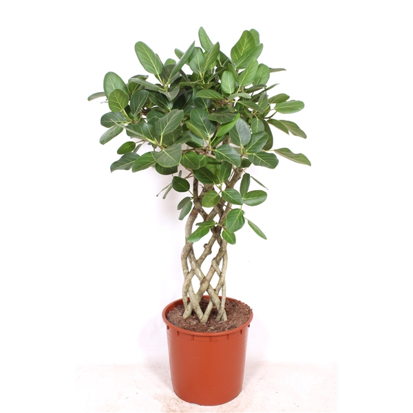 <h4>Ficus Benghalensis</h4>