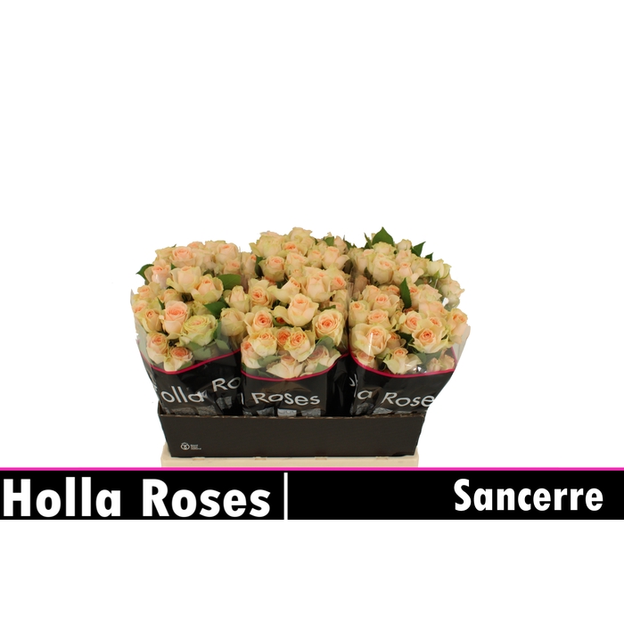 <h4>R TR SANCERRE</h4>