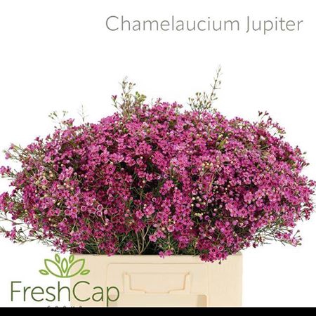 <h4>Chame Un Jupiter</h4>