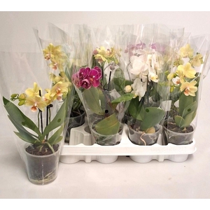 PHAL GEM 4 KL