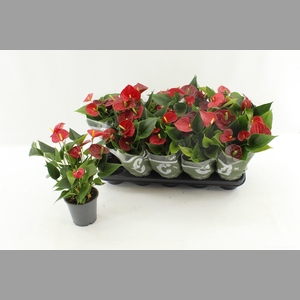 ANTHU AN SUCCESS RED