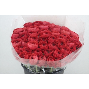 Ran Cloni Ex Terracotta