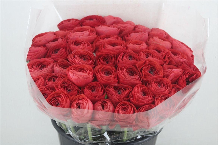 <h4>Ran Cloni Ex Terracotta</h4>