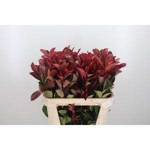 Photinia Red Robin