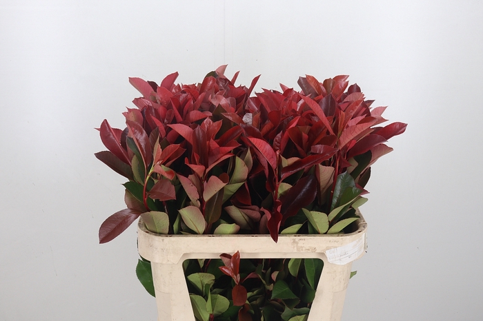 Photinia Red Robin