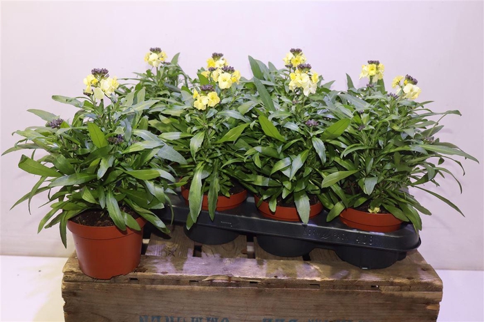 <h4>Erys Ley Lemon Glow</h4>