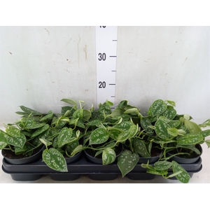 Scindapsus pictus 'Argyraeus'