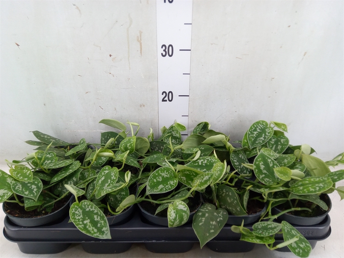 <h4>Scindapsus pictus 'Argyraeus'</h4>