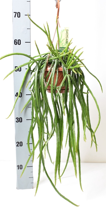 Rhipsalis   ...