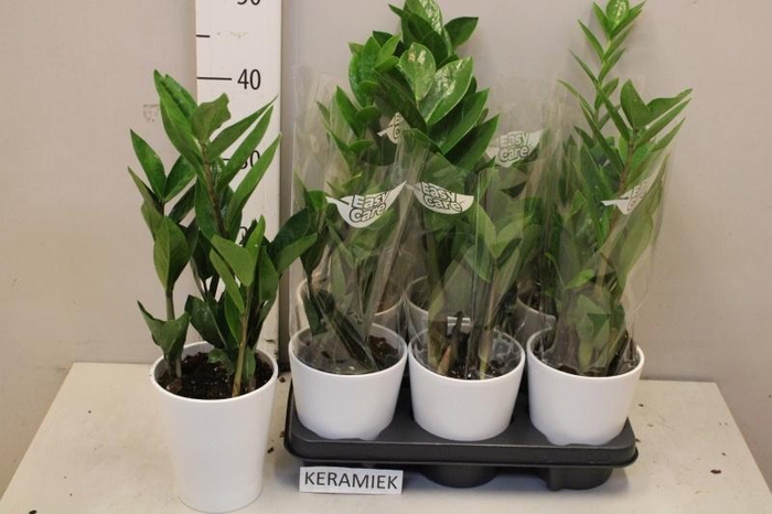 <h4>ZAMIO ZAMIIFOLIA</h4>