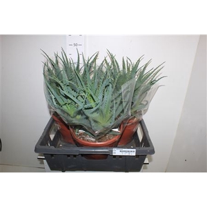 Aloe Arborescens 23cm Pot