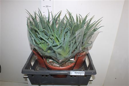 <h4>Aloe Arborescens 23cm Pot</h4>