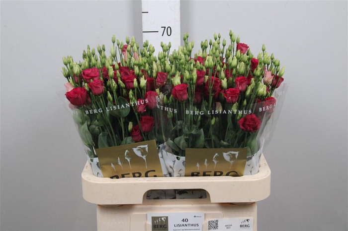 <h4>Eus G Arosa Red</h4>