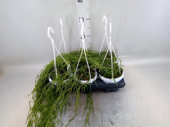 <h4>Hoya linearis</h4>