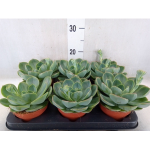 Echeveria  'Fora'