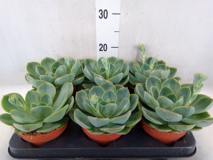 <h4>Echeveria  'Fora'</h4>
