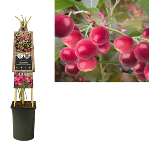 Vaccinium corymbosum 'Pink Lemonade' +3.0 label