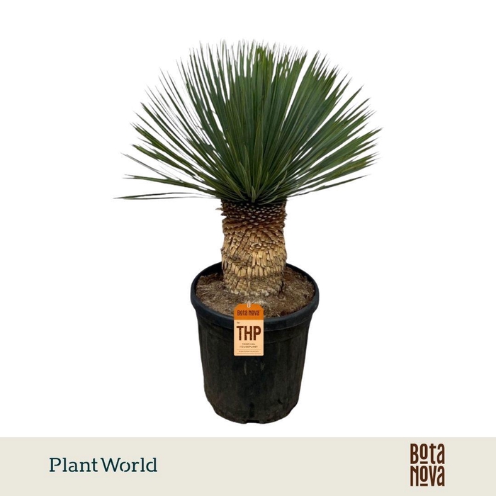 <h4>Yucca Rostrata P38 100 - 110 cm</h4>