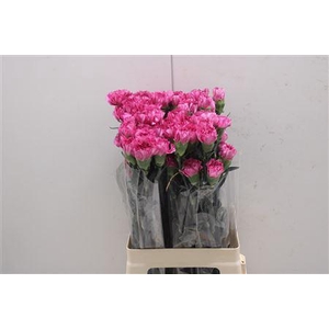 Di St Amico Lavender