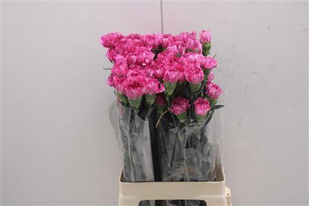 <h4>Di St Amico Lavender</h4>