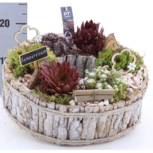 ARR SEMPERVIVUM