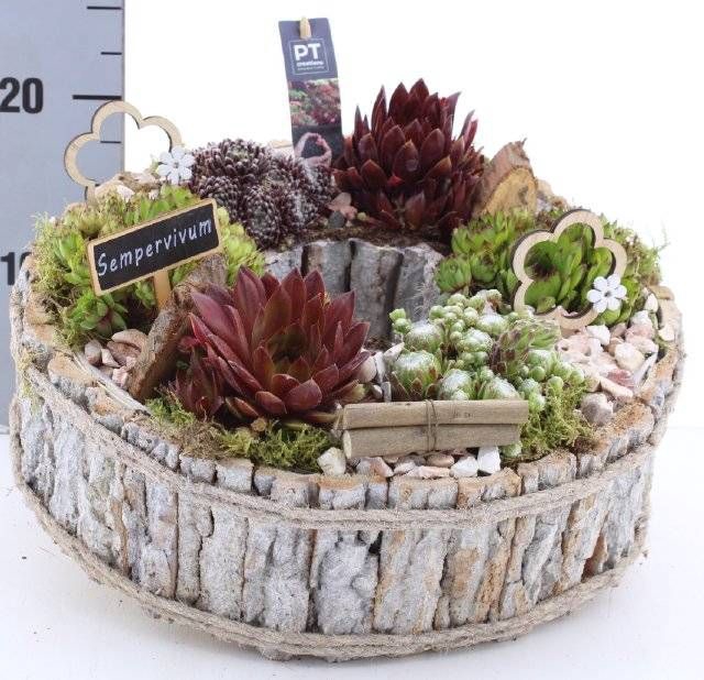 <h4>ARR SEMPERVIVUM</h4>