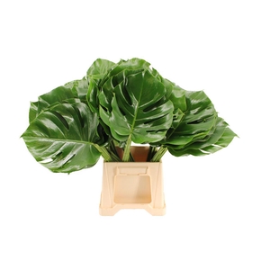 Monstera 40cm