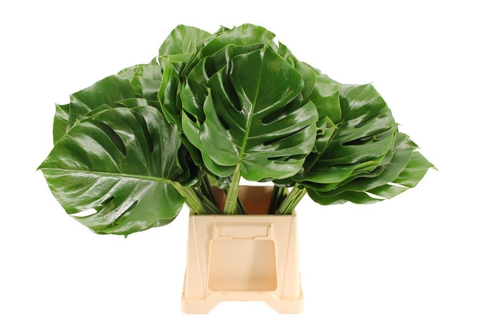 <h4>Monstera 40cm</h4>
