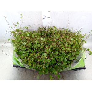 Muehlenbeckia com. 'Mao'ri'