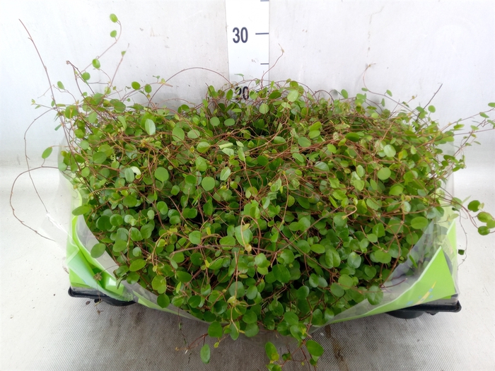 <h4>Muehlenbeckia com. 'Mao'ri'</h4>