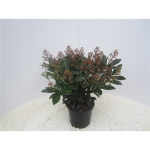 skimmia pot17