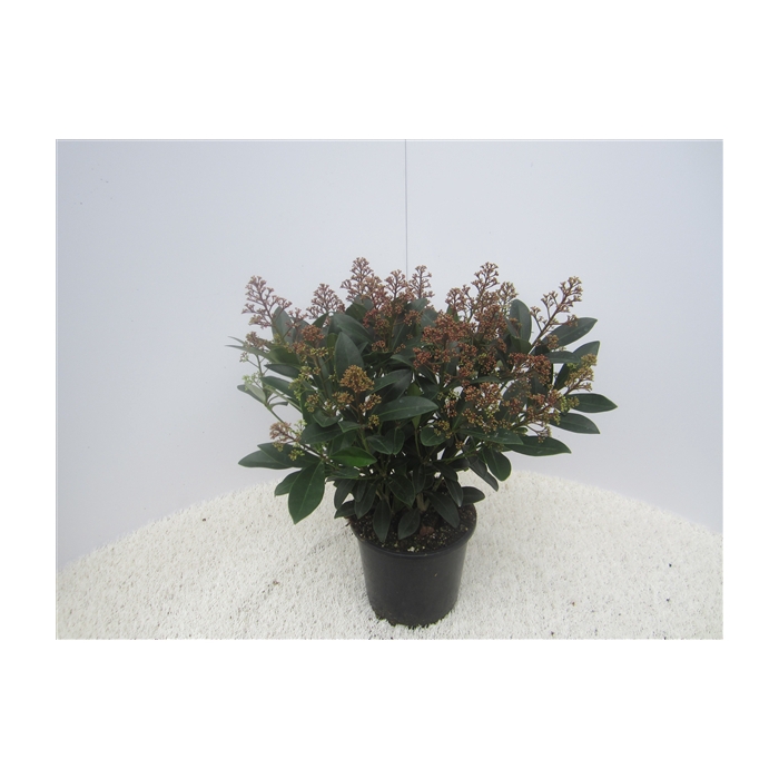 <h4>skimmia pot17</h4>