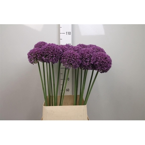 Allium Ambassador