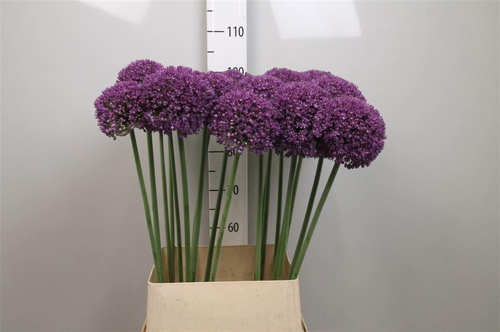 <h4>Allium Ambassador</h4>