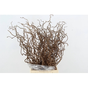 CORYL AV CONTORTA 1 JARIG 040CM