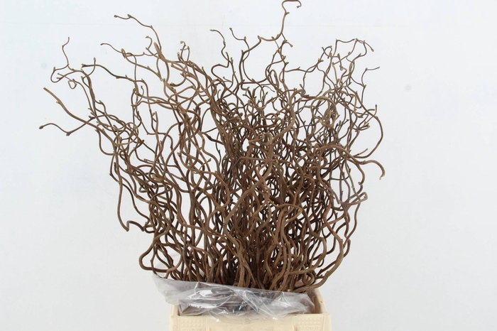 <h4>CORYLUS AV CONTORTA 1 JARIG</h4>