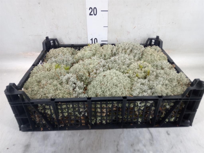 <h4>Mossen ...H%</h4>