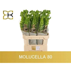 Moluccella Stuk