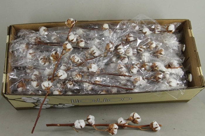 DF Katoen Gossypium Wit 6 Bol