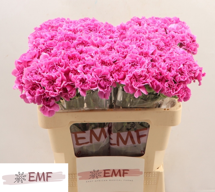 <h4>Di St Farida</h4>