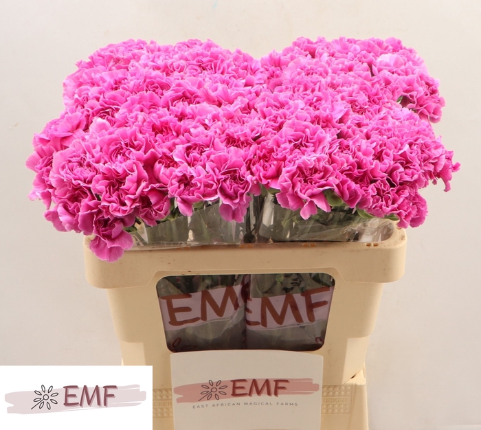 <h4>DI ST FARIDA</h4>