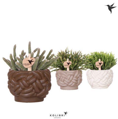 <h4>Kolibri Greens Rhipsalis mix in Rope pot mix</h4>