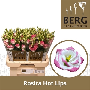 Eust Rosita Hot Lips