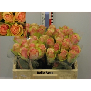 R GR BELLE ROSE