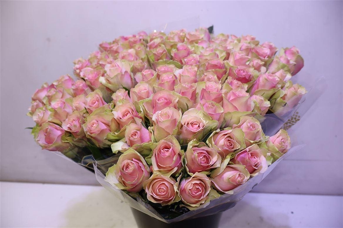 <h4>R Gr Belle Rose X10</h4>