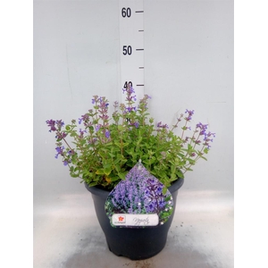 Nepeta faassenii