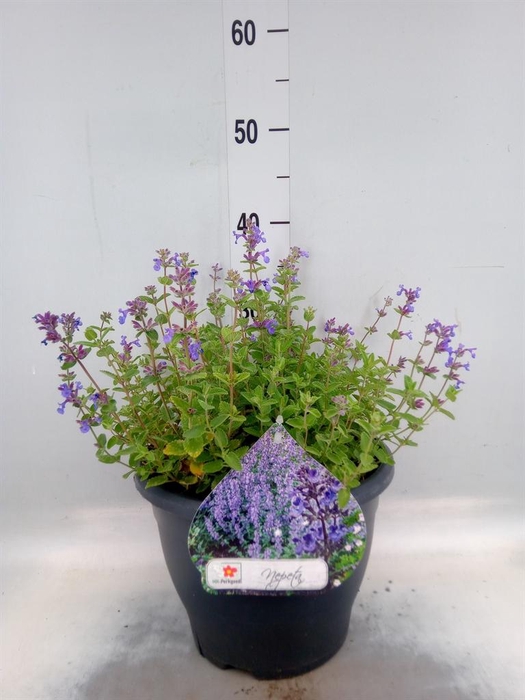 <h4>Nepeta faassenii</h4>