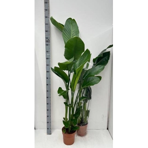 STRELITZIA NICOLAI