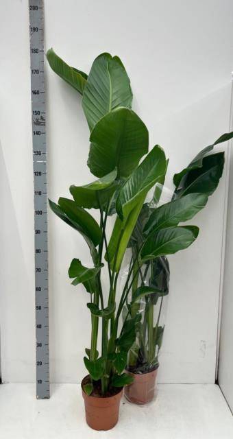 <h4>STRELITZIA NICOLAI</h4>